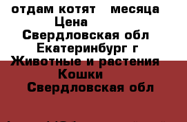 отдам котят 2 месяца › Цена ­ 100 - Свердловская обл., Екатеринбург г. Животные и растения » Кошки   . Свердловская обл.